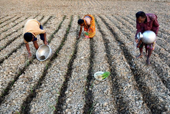 Cultivation in West Bengal, India. Copyrights: Kuntal Kumar / AgriCultures Network