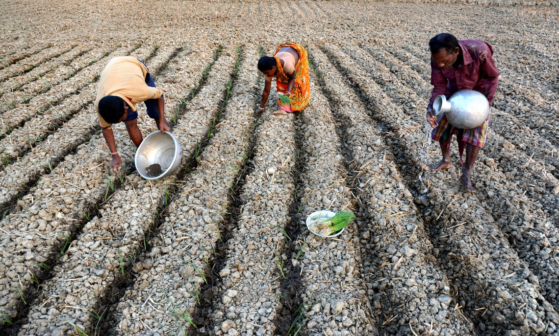 Cultivation in West Bengal, India. Copyrights: Kuntal Kumar / AgriCultures Network